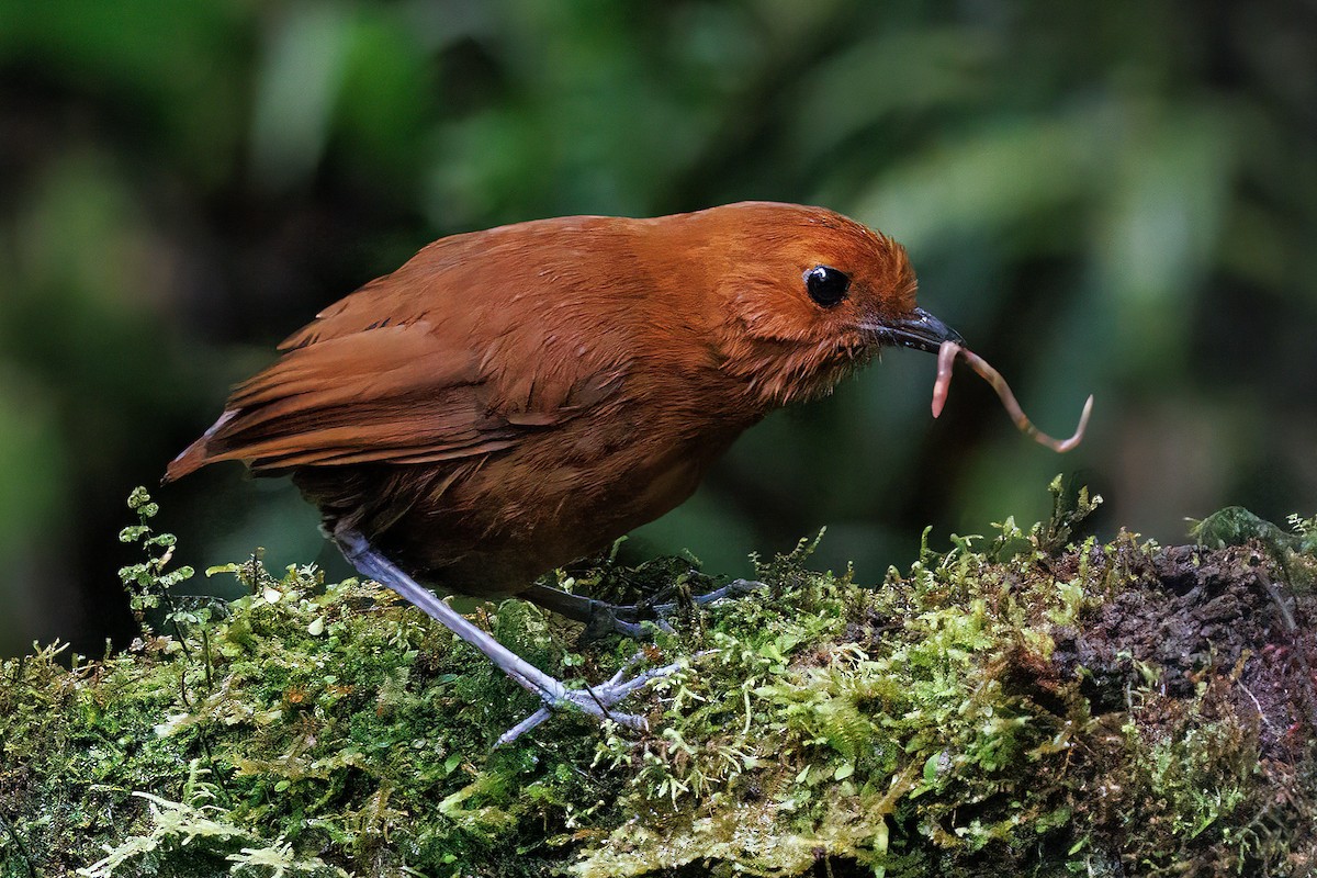 Chestnut Antpitta - ML631917705