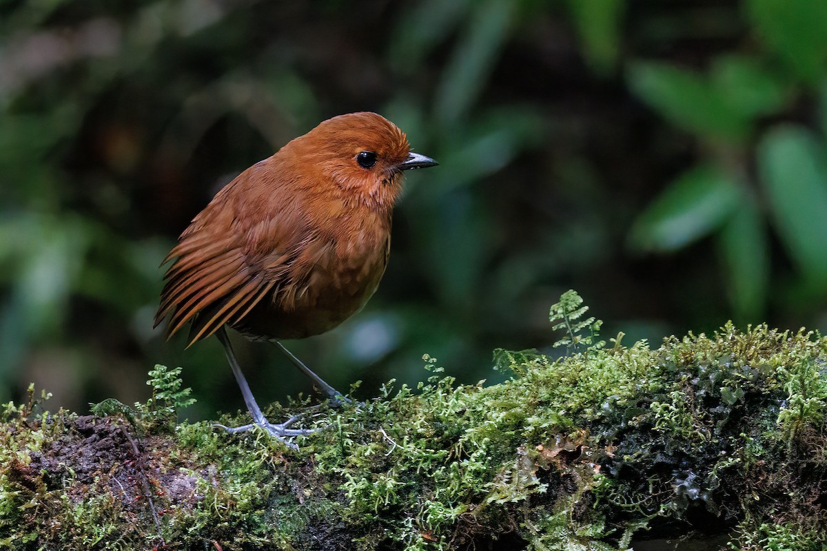Chestnut Antpitta - ML631917706