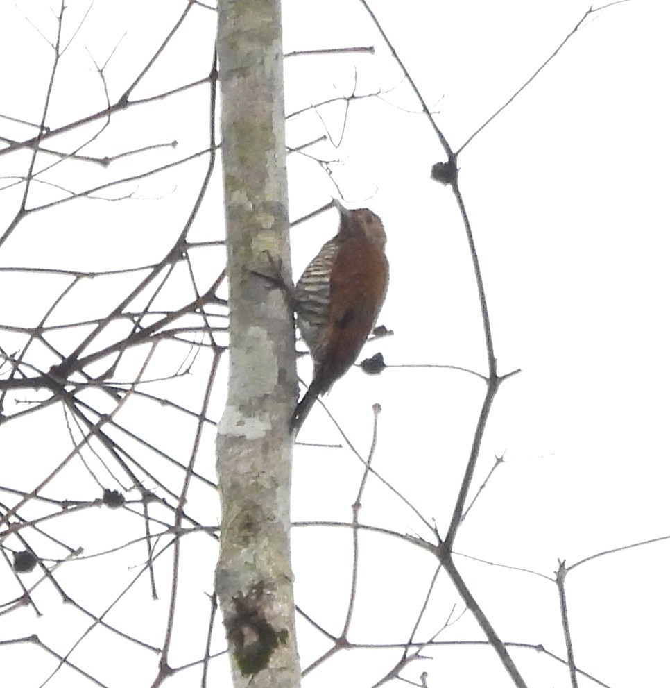 Golden-collared Woodpecker - ML631917707