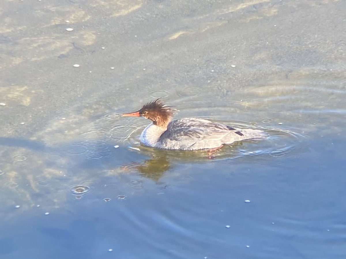 Common Merganser - ML631917828