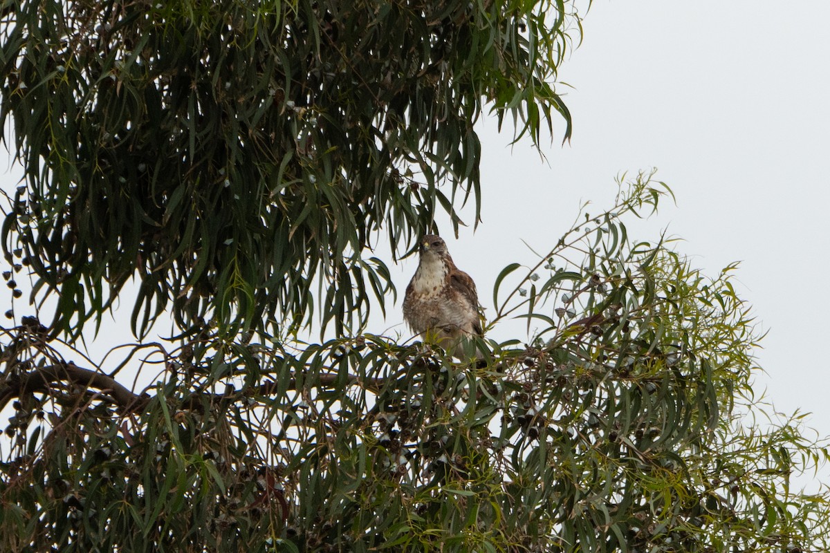 Variable Hawk - ML631917842