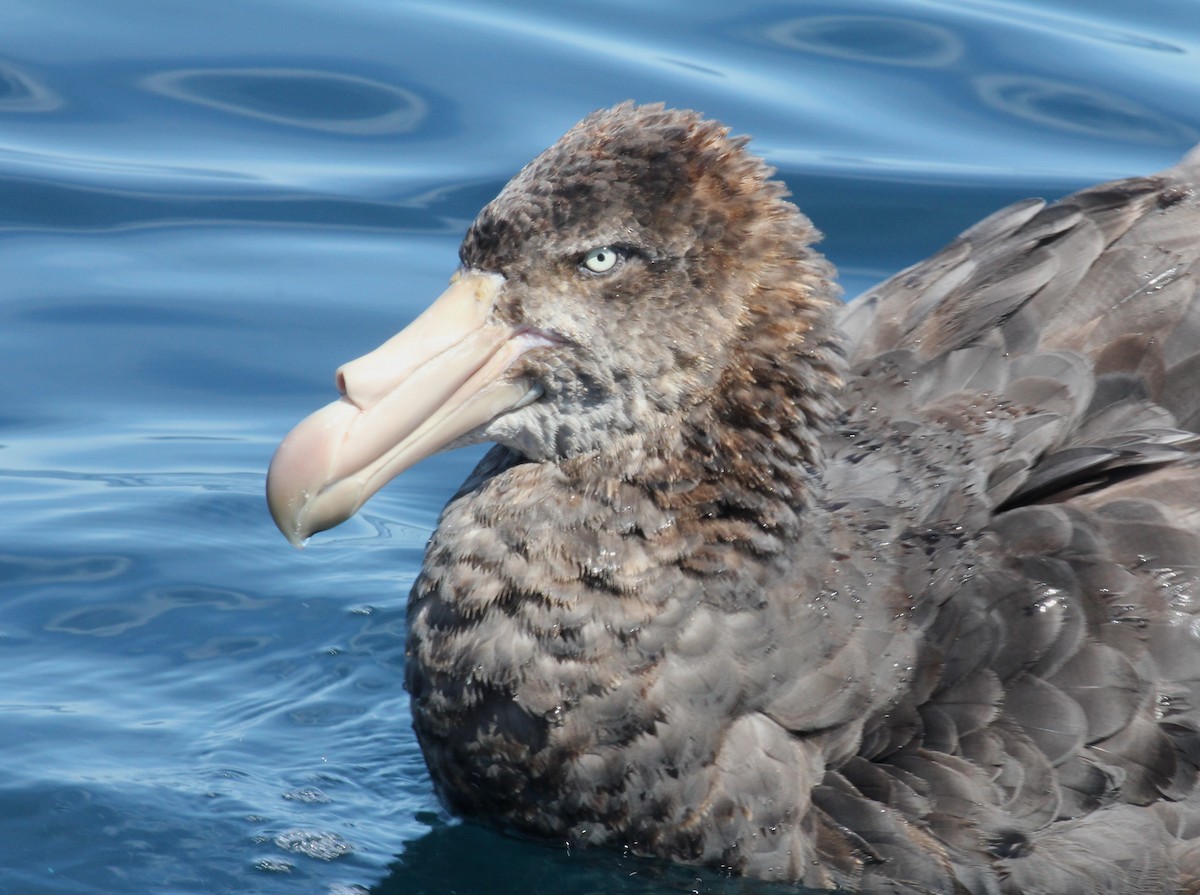 Northern Giant-Petrel - ML631917927