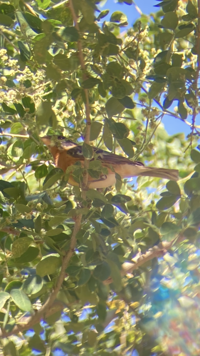 Black-headed Grosbeak - ML631917928