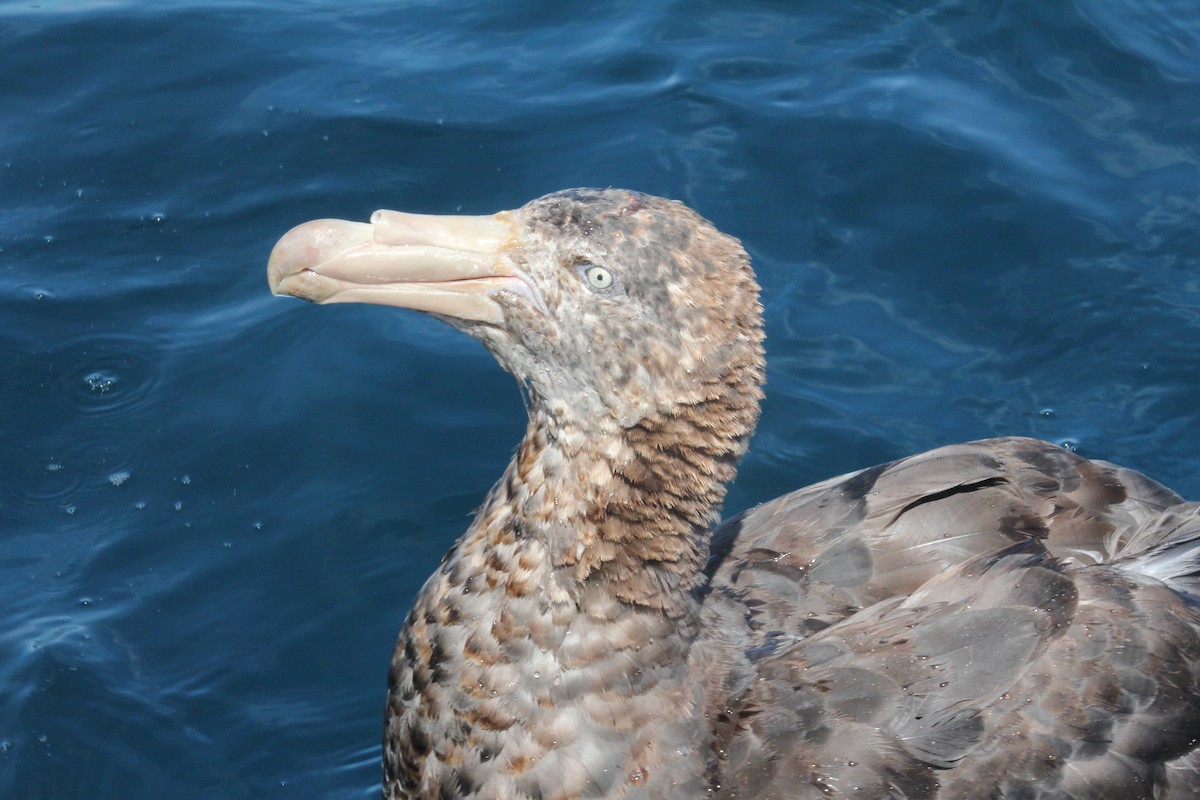 Northern Giant-Petrel - ML631918126