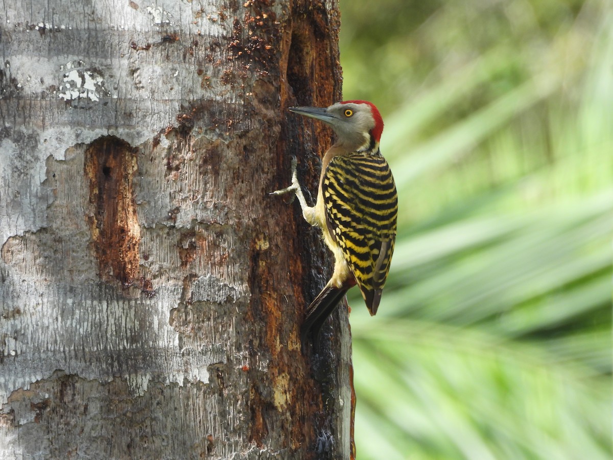 Hispaniolan Woodpecker - ML631918176