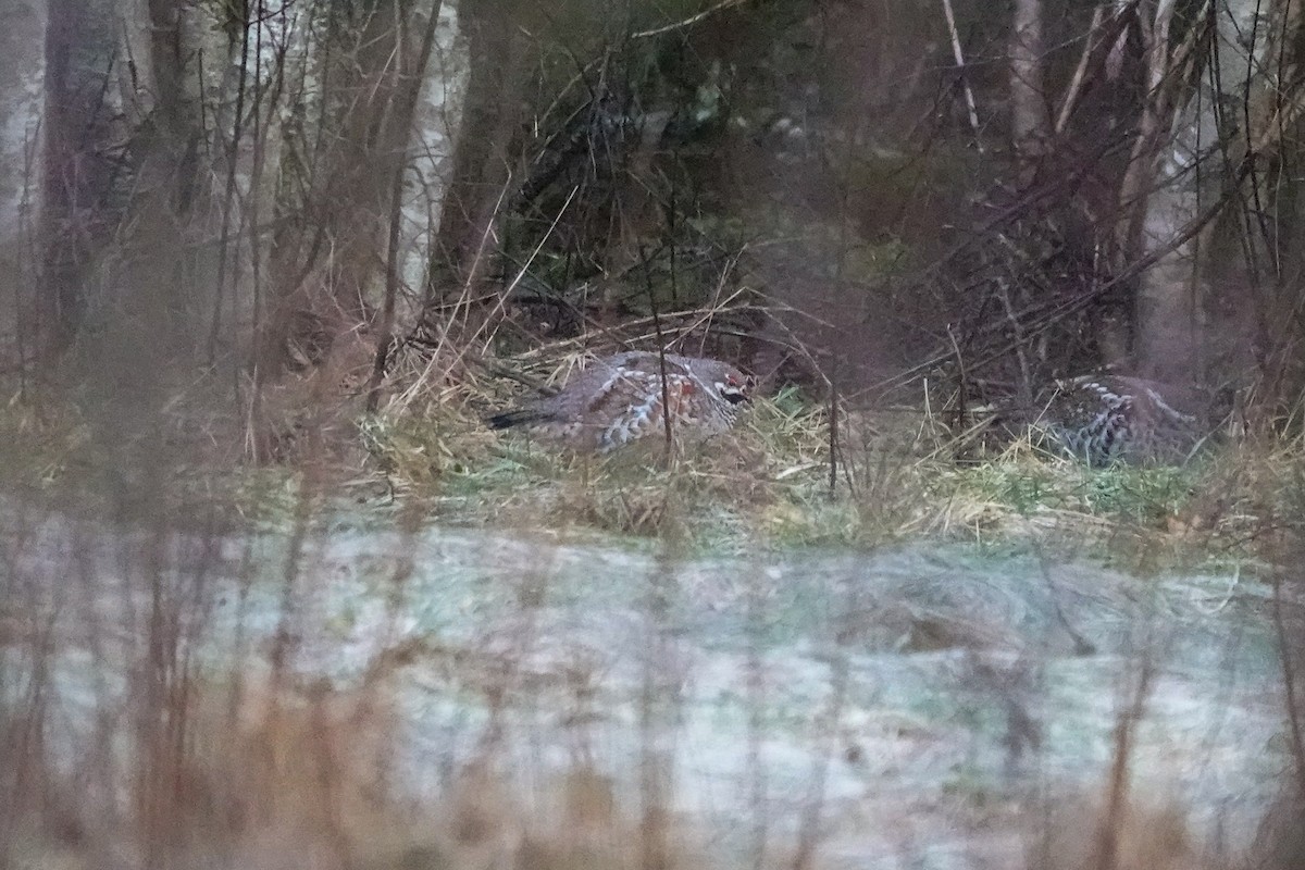 Gélinotte des bois - ML631918204