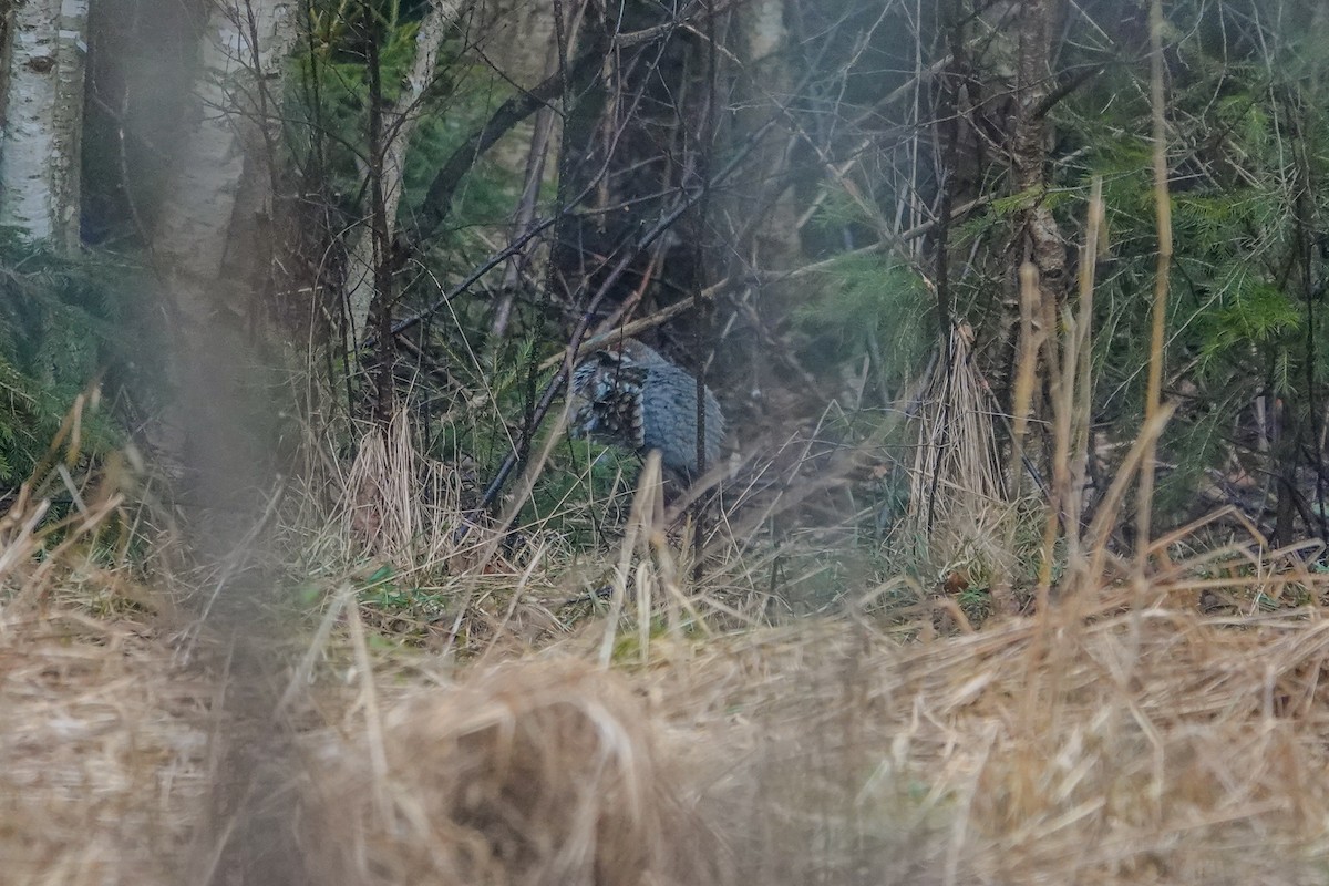 Gélinotte des bois - ML631918206