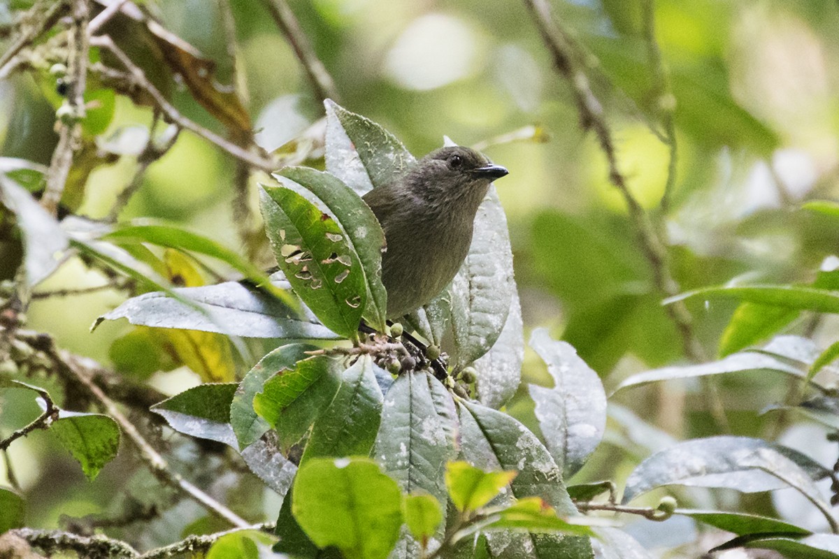 Mid-mountain Berrypecker - Tony Palliser