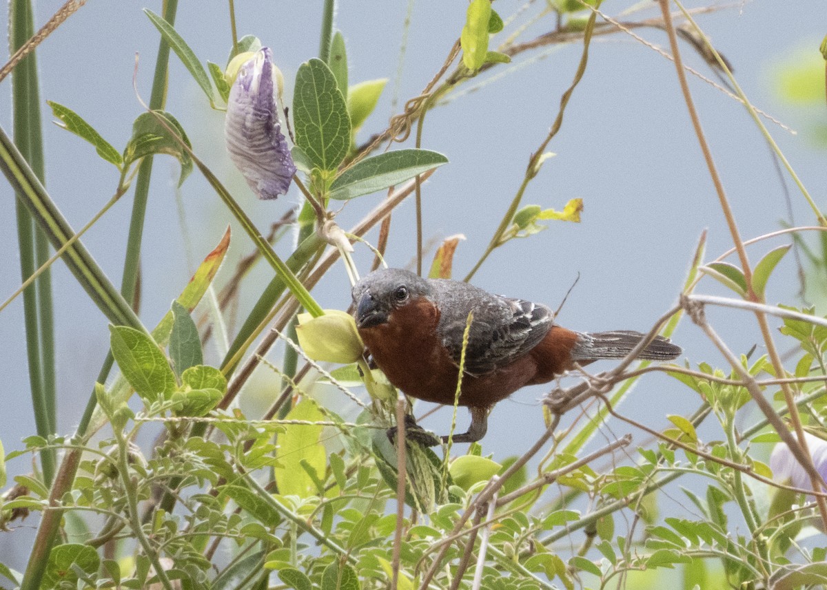 Rufous-rumped Seedeater - ML631918442