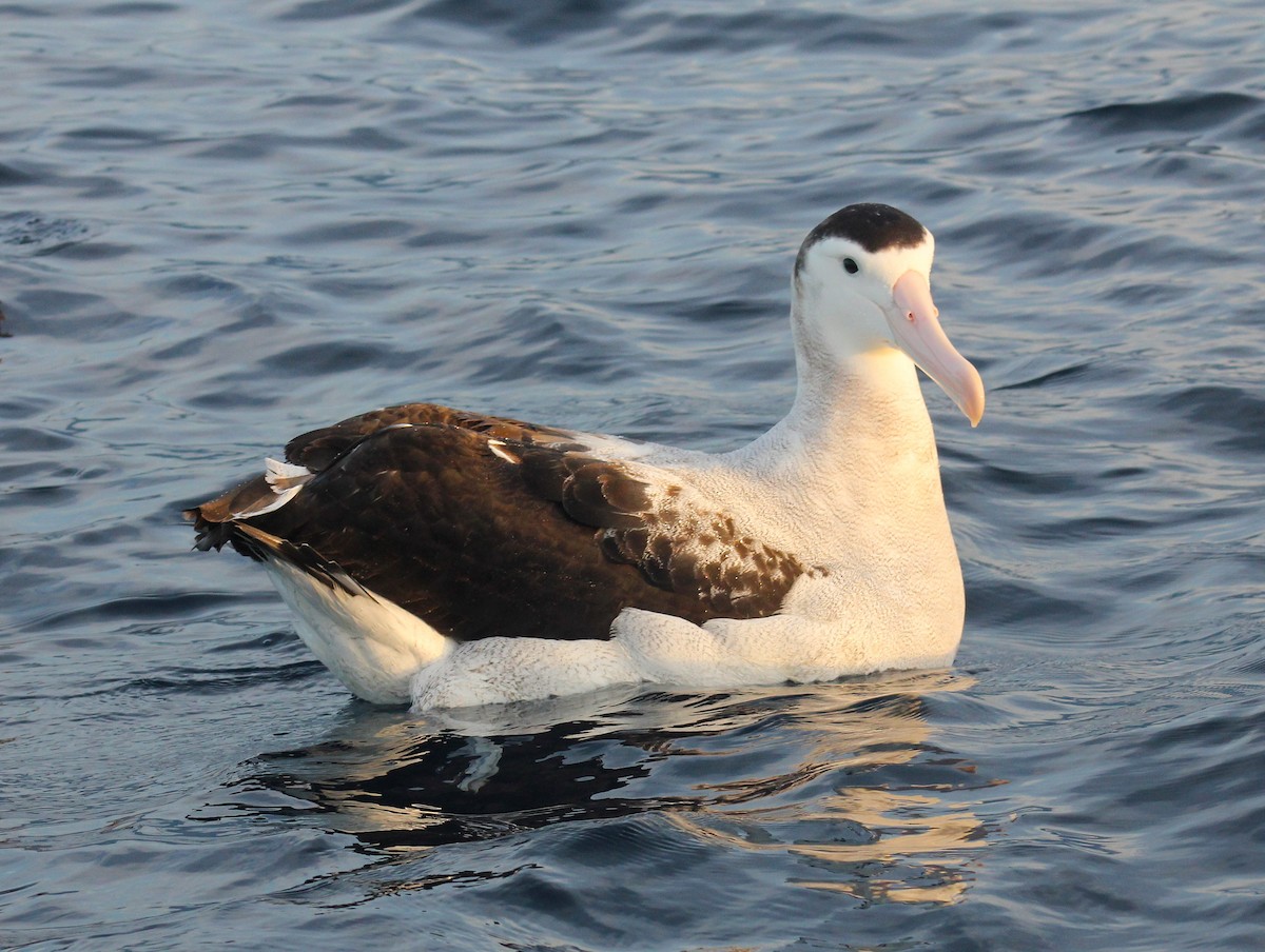 Antipodean Albatross (New Zealand) - ML631918533