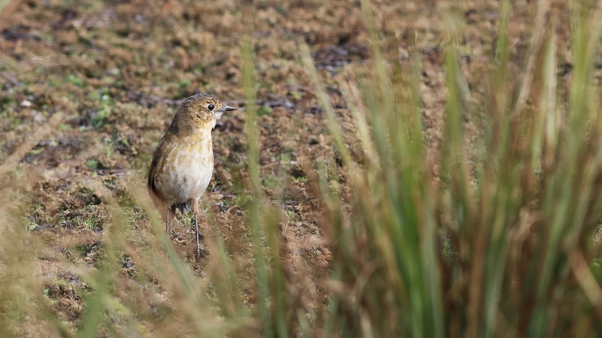 Boyaca Antpitta - ML631918557