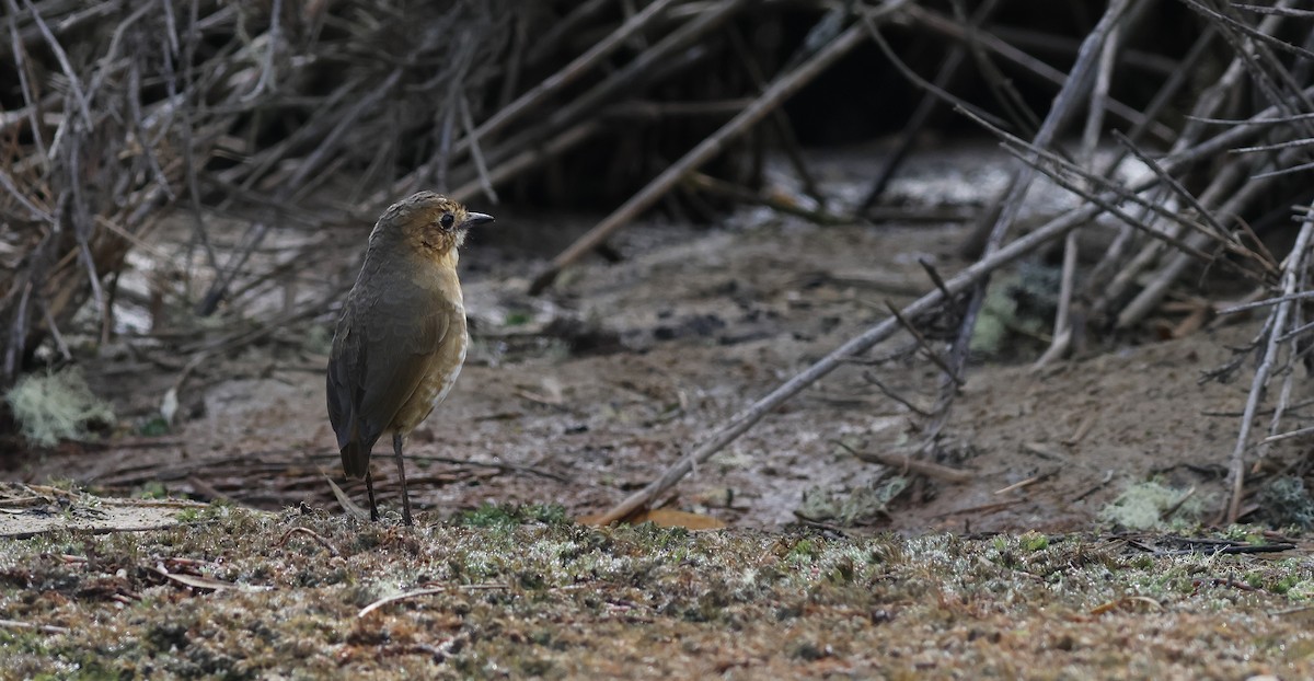 Boyaca Antpitta - ML631918558
