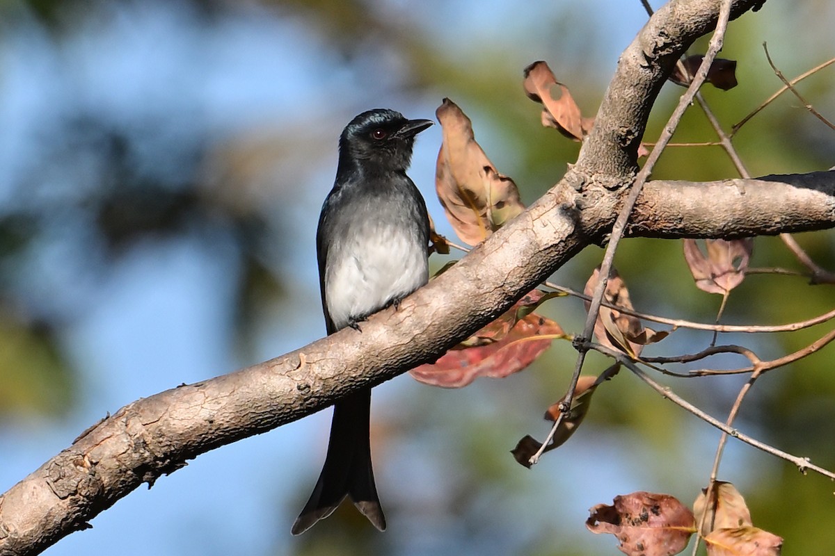 White-bellied Drongo - ML631918625