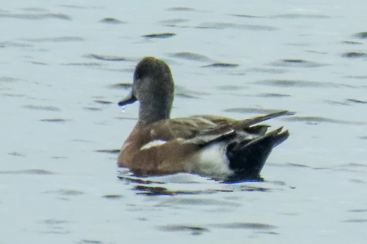 American Wigeon - ML631918773