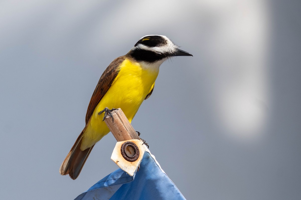 Great Kiskadee - ML631918790