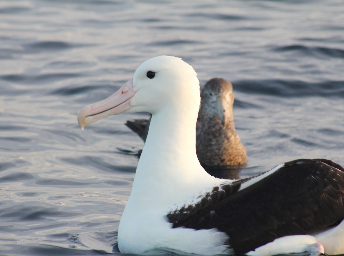 Northern Royal Albatross - ML631918836