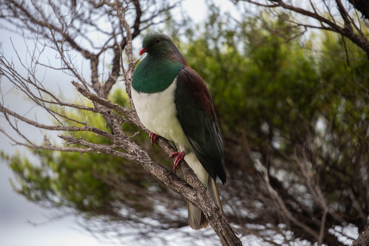 New Zealand Pigeon - ML631918886