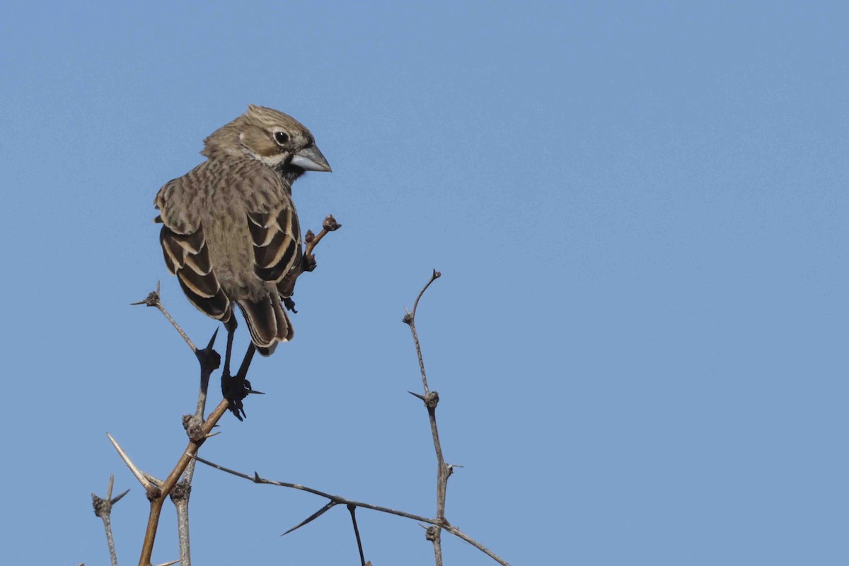 Lark Bunting - ML631918980