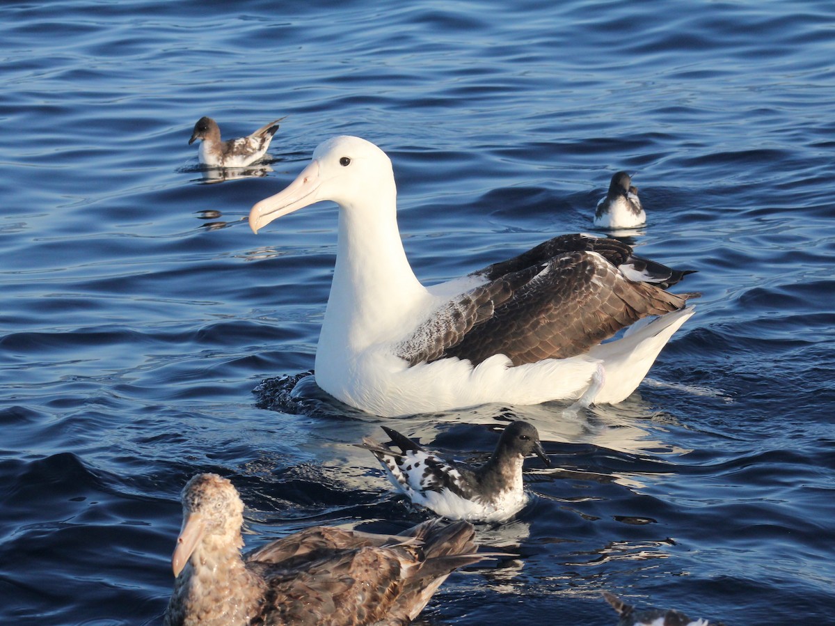 Southern Royal Albatross - ML631919079