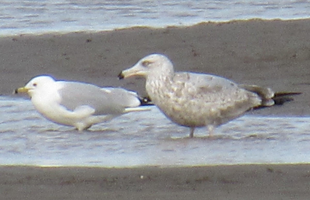 American Herring Gull - ML631919095