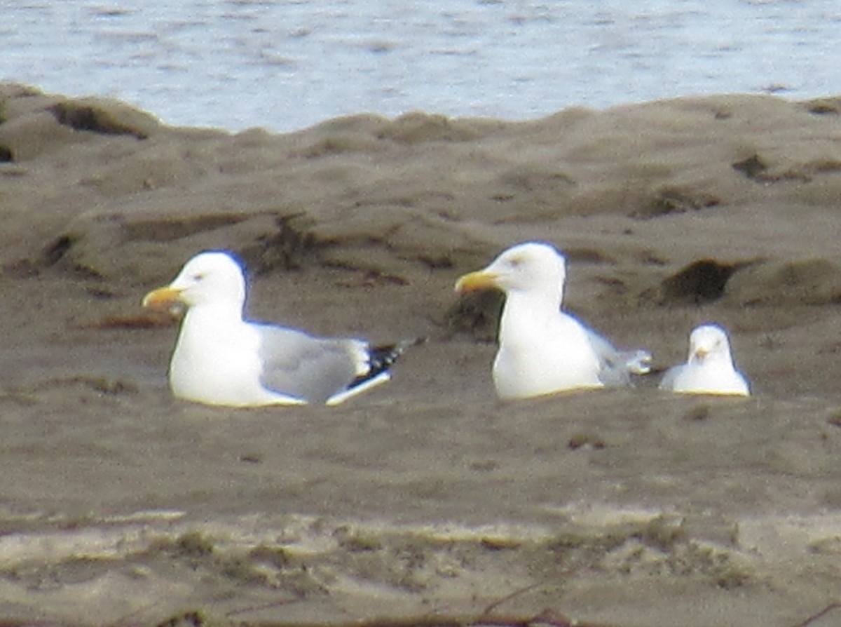 American Herring Gull - ML631919114