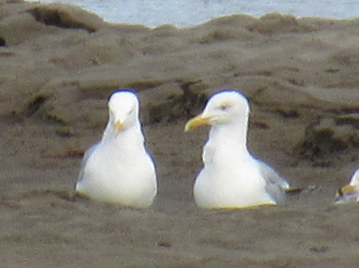 American Herring Gull - ML631919128