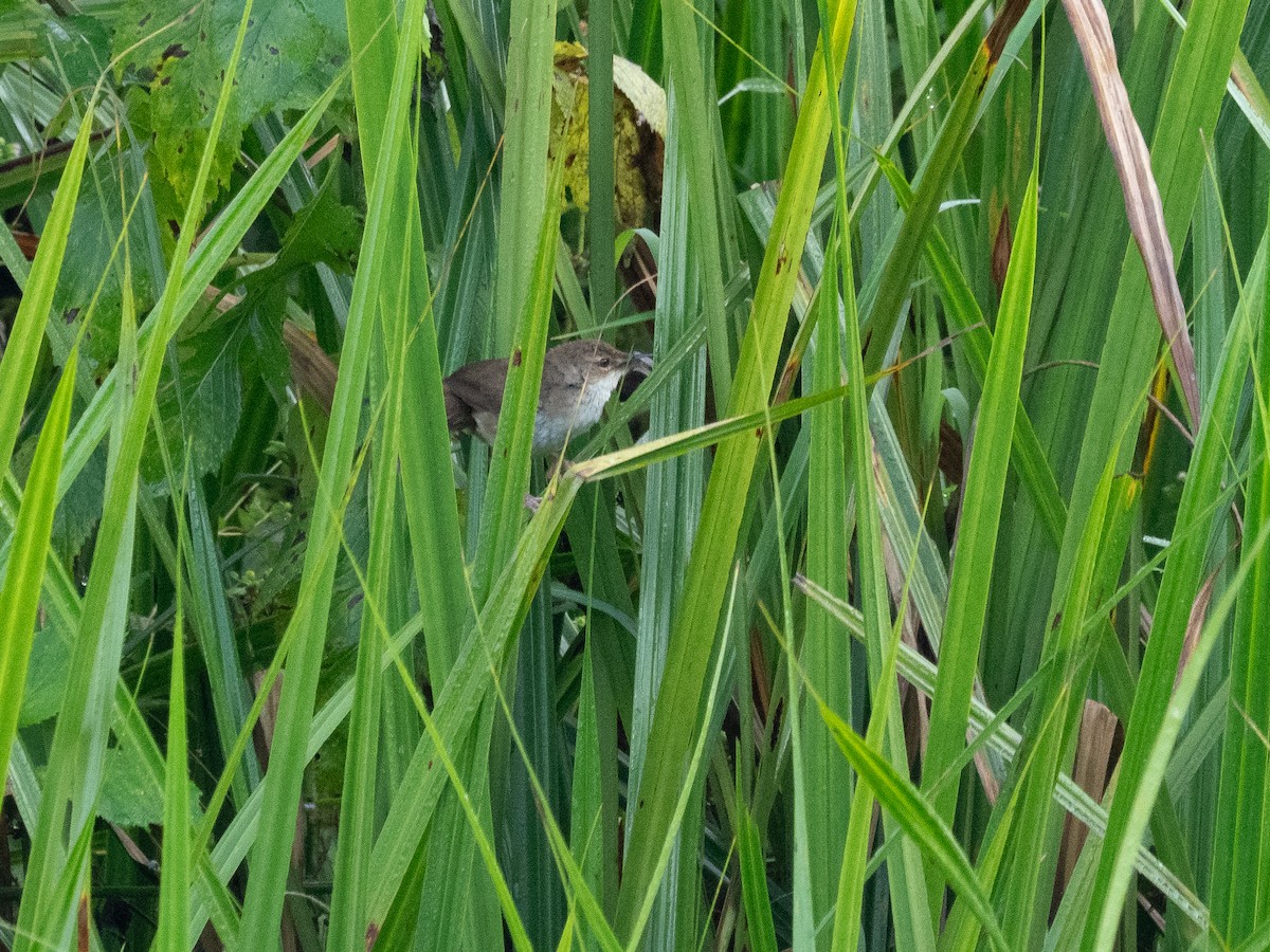 Highland Rush Warbler - ML631919150
