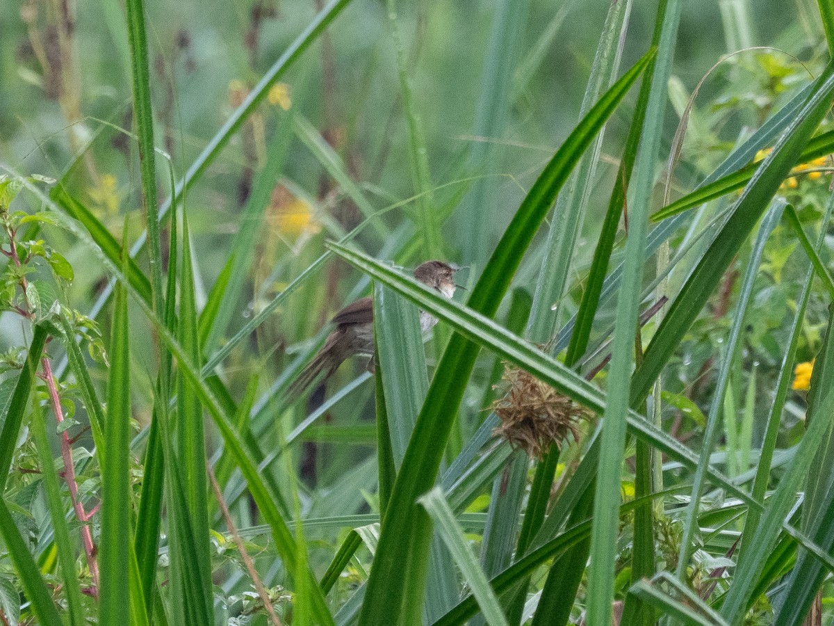 Highland Rush Warbler - ML631919158