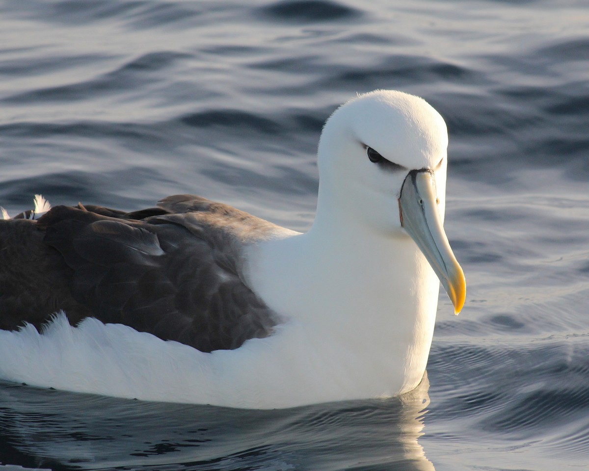 White-capped Albatross (steadi) - ML631919169