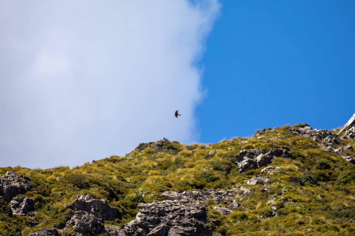 New Zealand Falcon - ML631919180