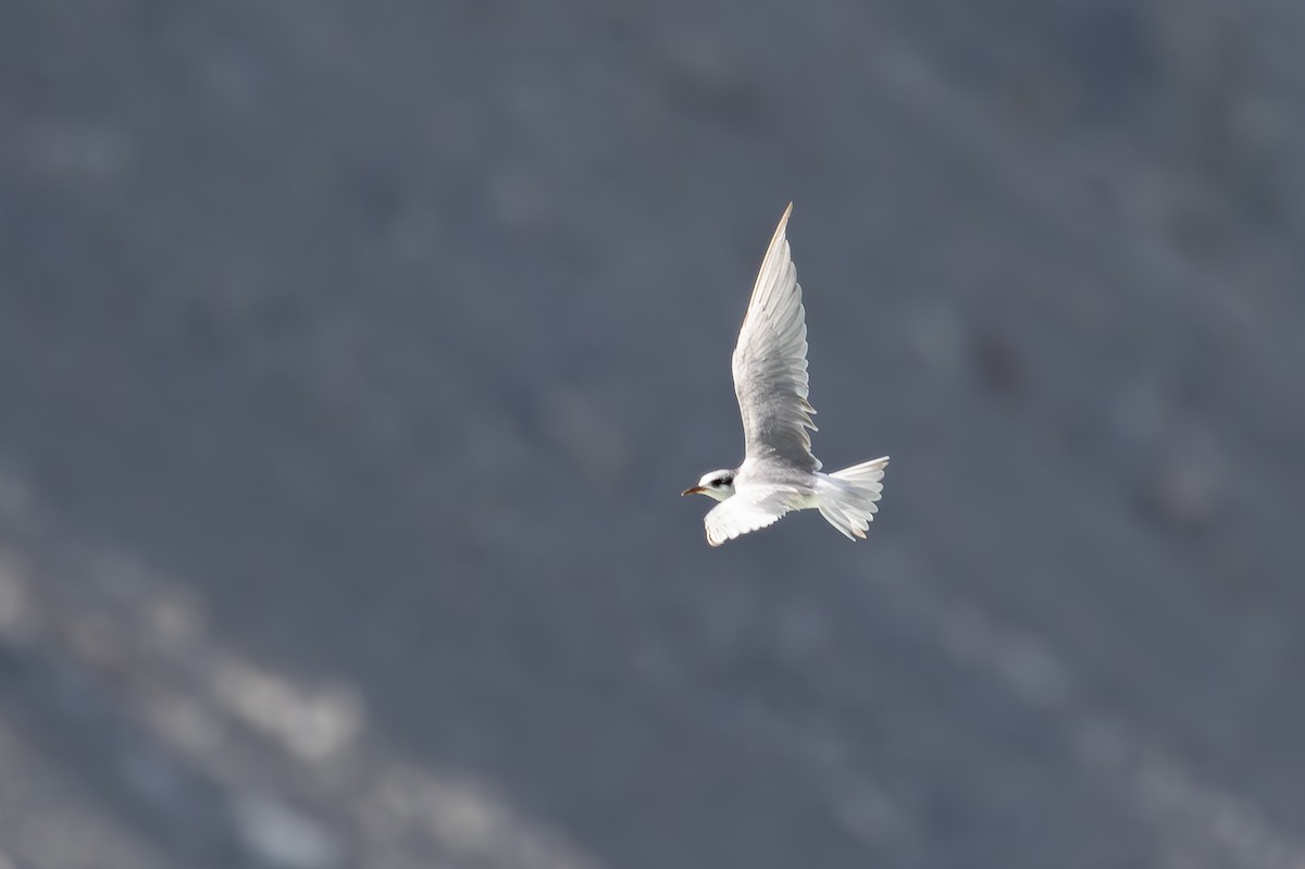 Black-fronted Tern - ML631919195