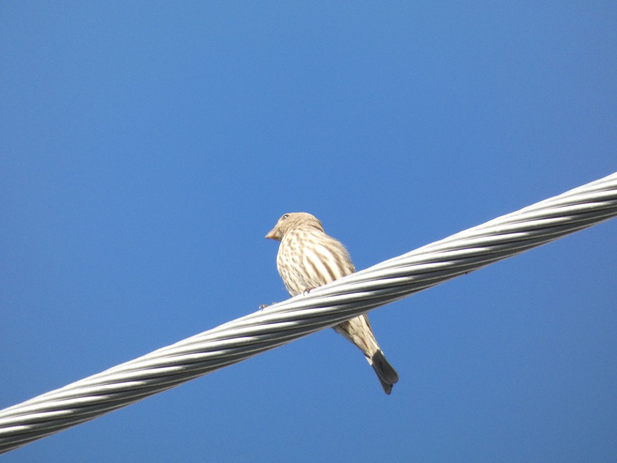 House Finch - ML631919241