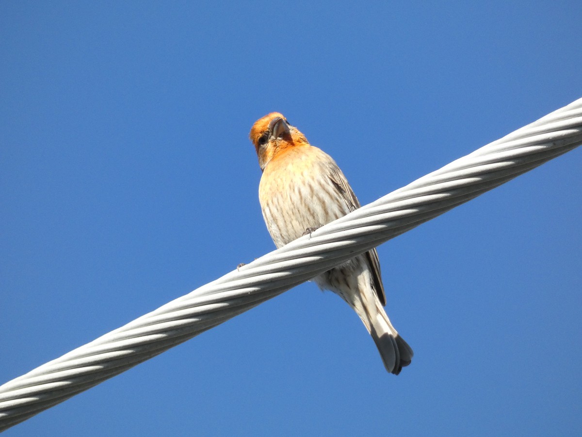 House Finch - ML631919251