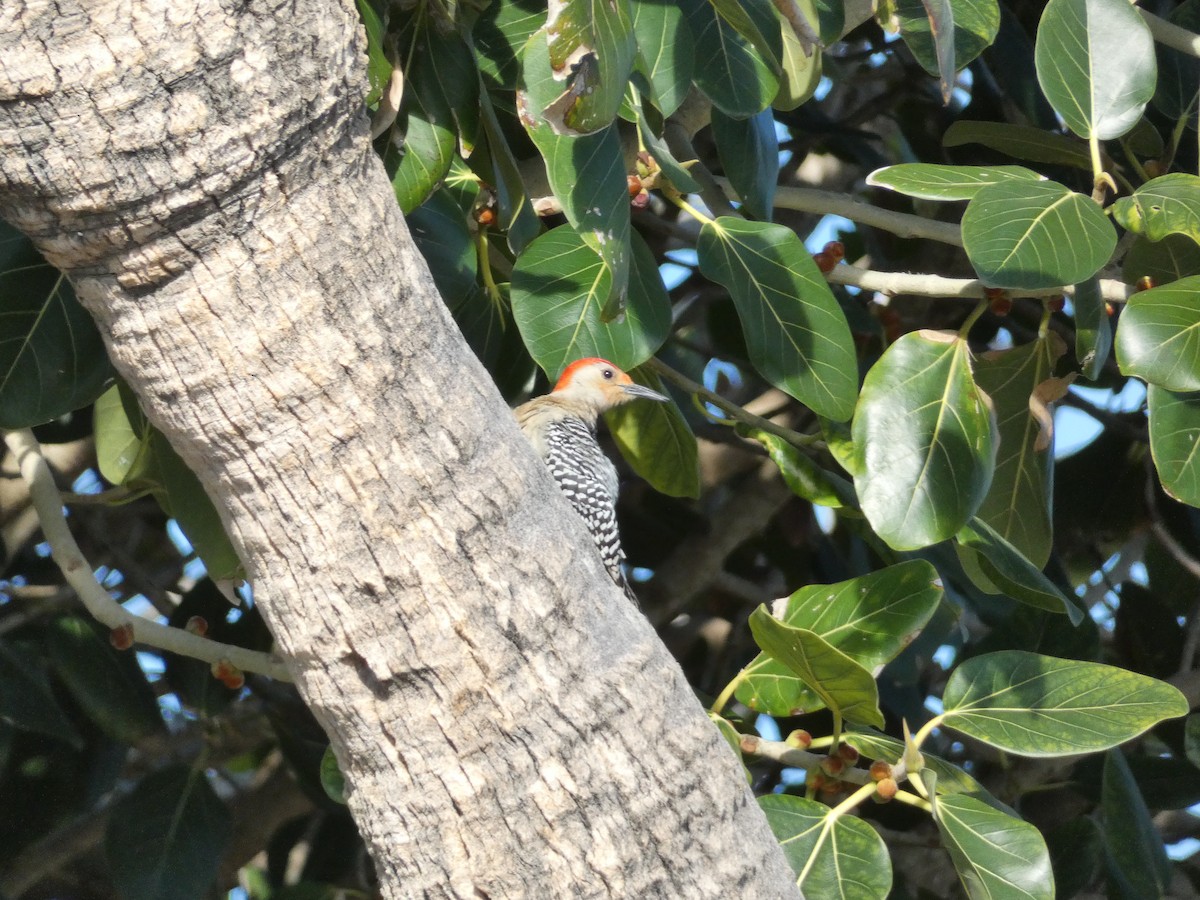 Red-bellied Woodpecker - ML631919294