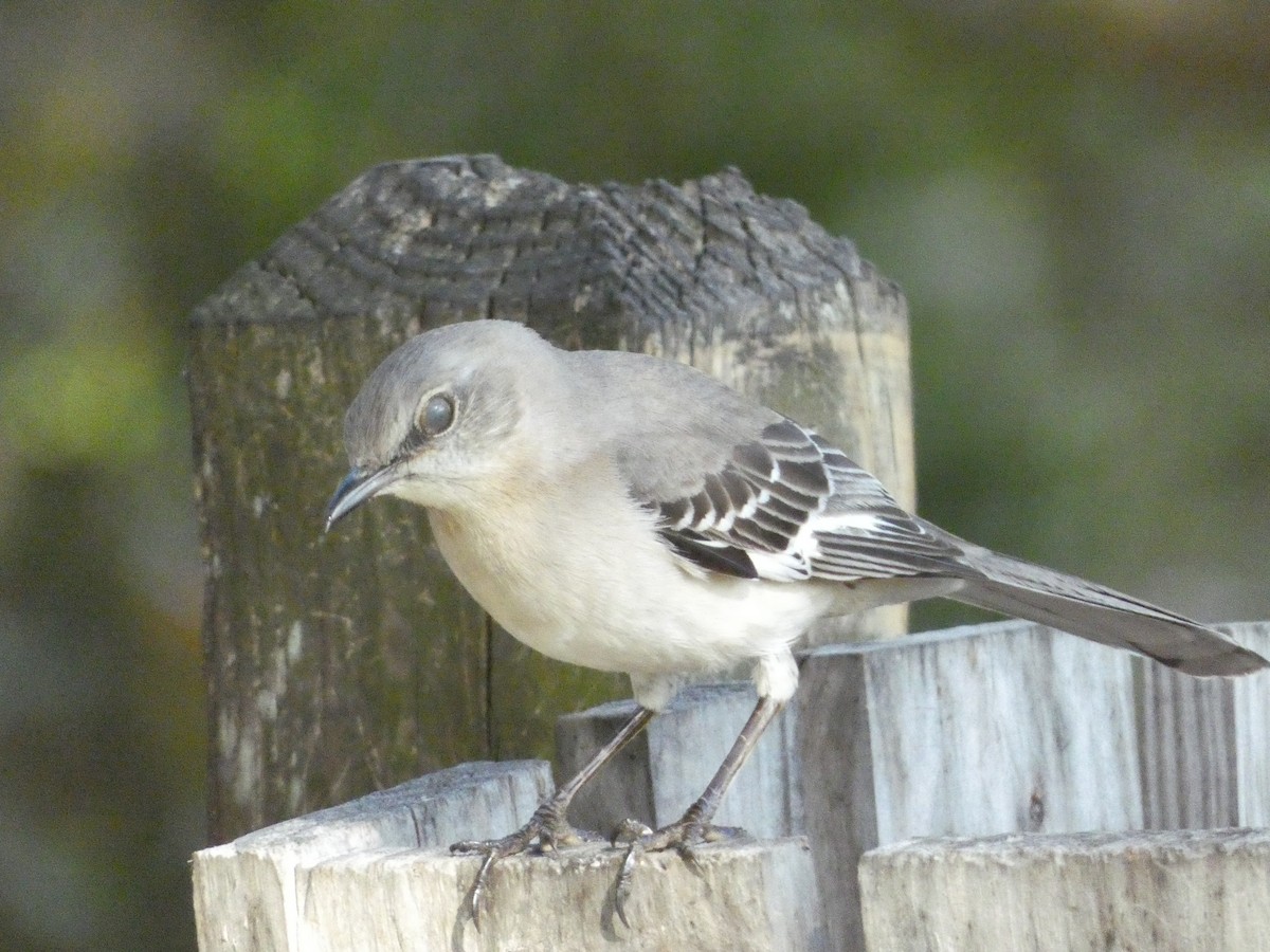 Northern Mockingbird - ML631919422