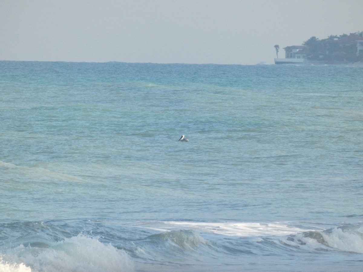 Brown Pelican - ML631919433
