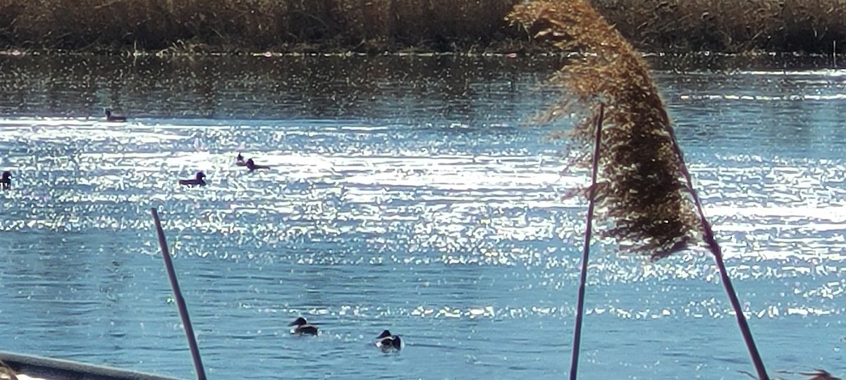 Халбага нугас - ML631919443