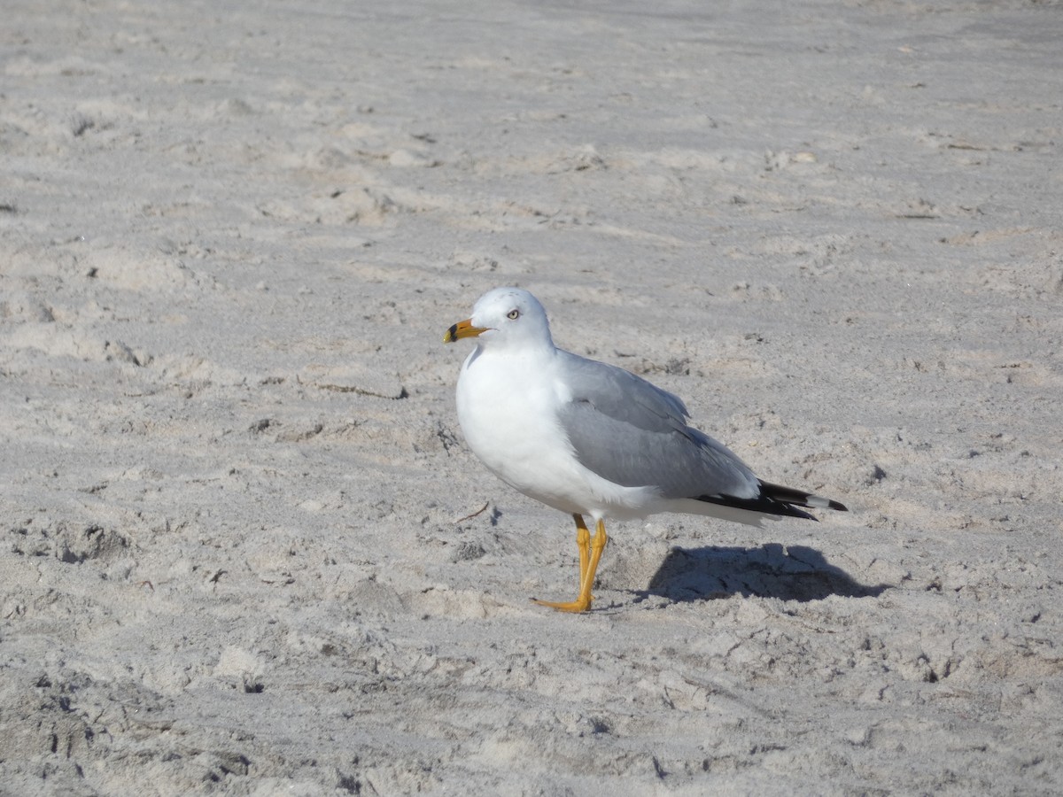 Ring-billed Gull - ML631919553