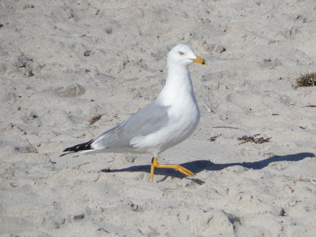 Ring-billed Gull - ML631919568