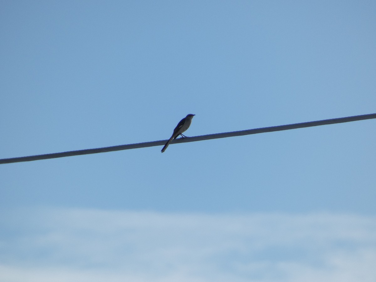 Northern Mockingbird - ML631919592