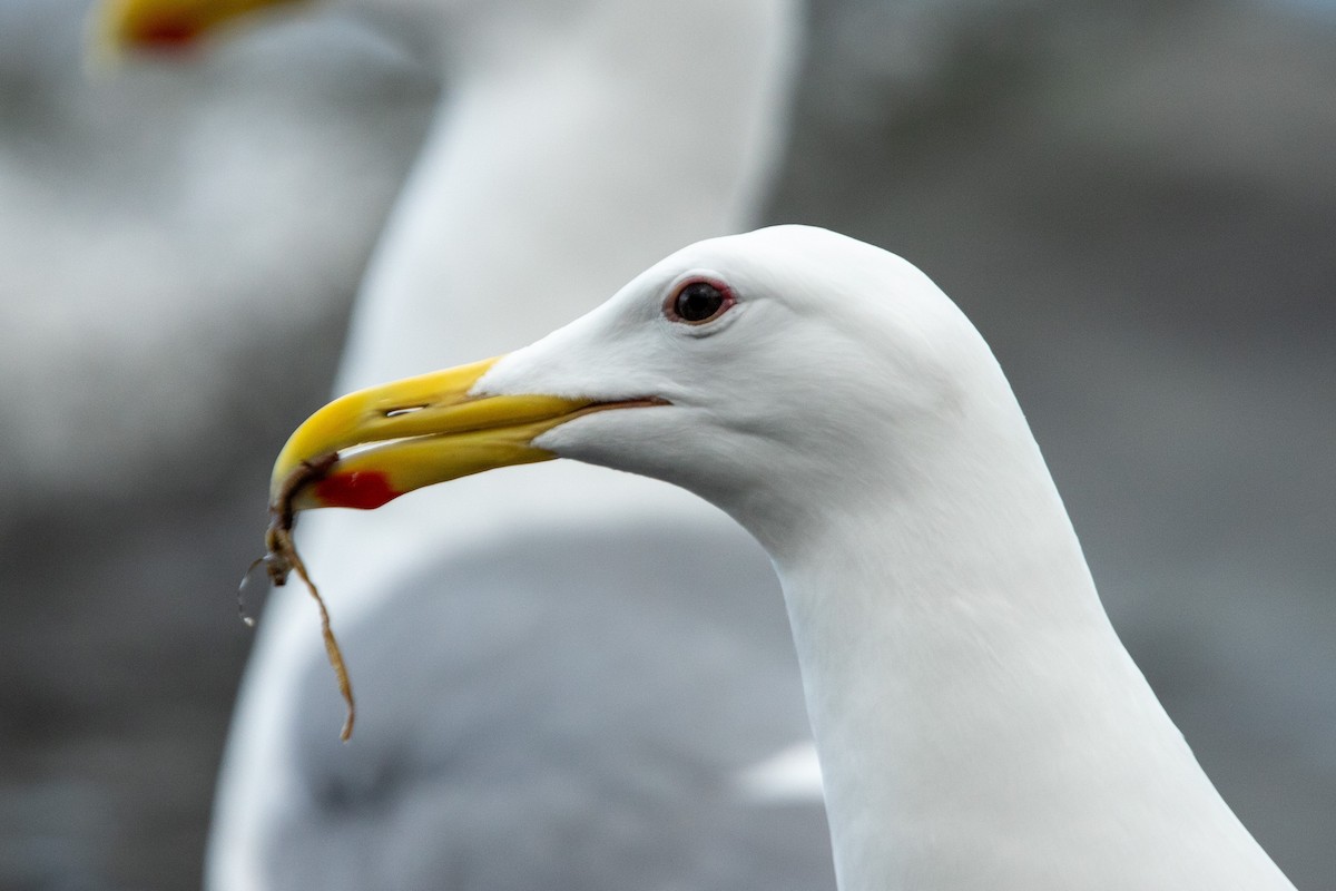 雑種 アメリカオオセグロカモメ ｘ ワシカモメ - ML631919662