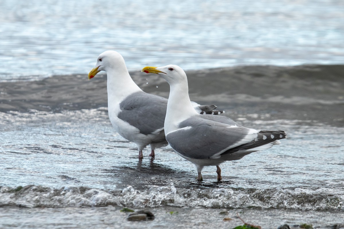 Western x Glaucous-winged Gull (hybrid) - ML631919663