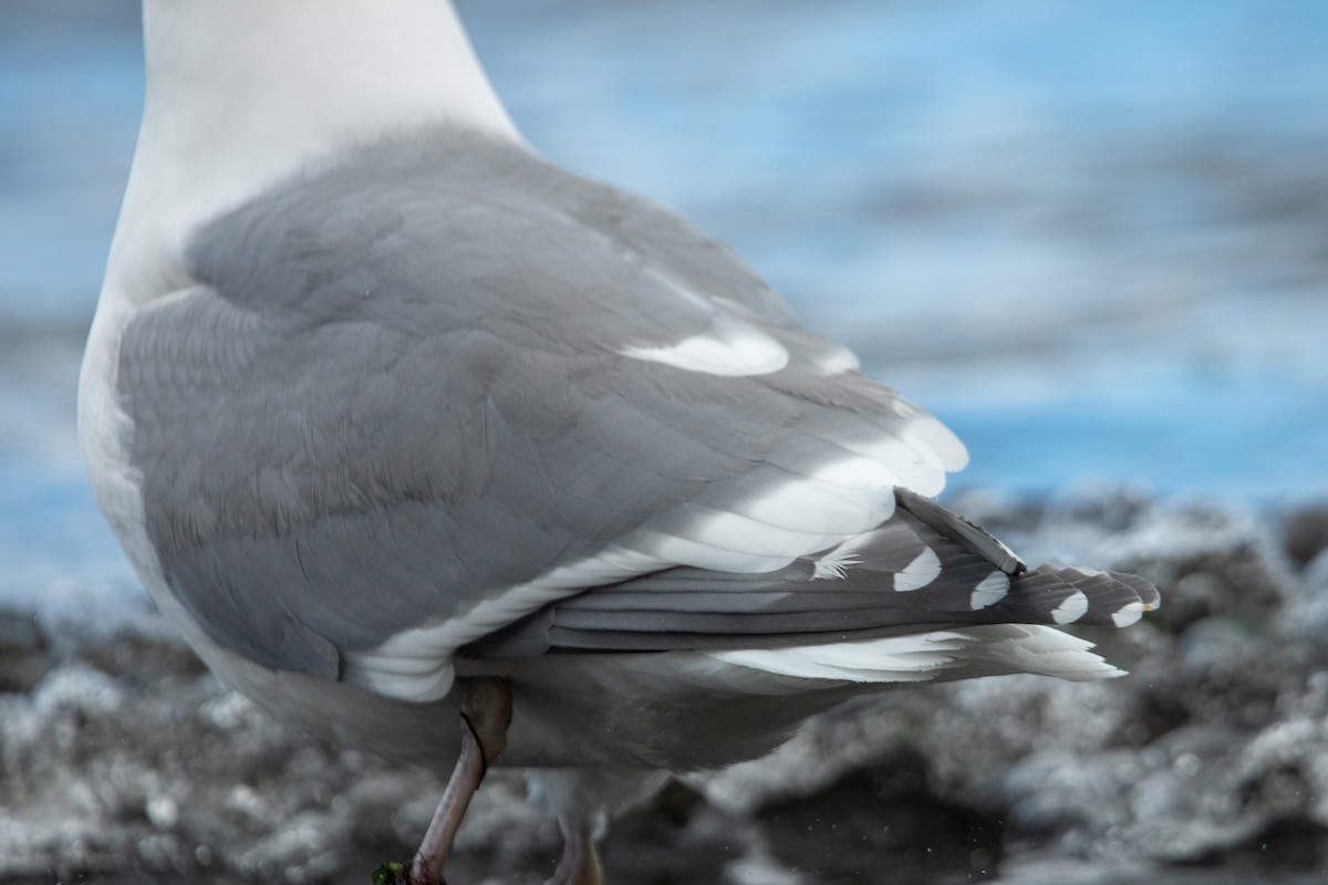 Western x Glaucous-winged Gull (hybrid) - ML631919664