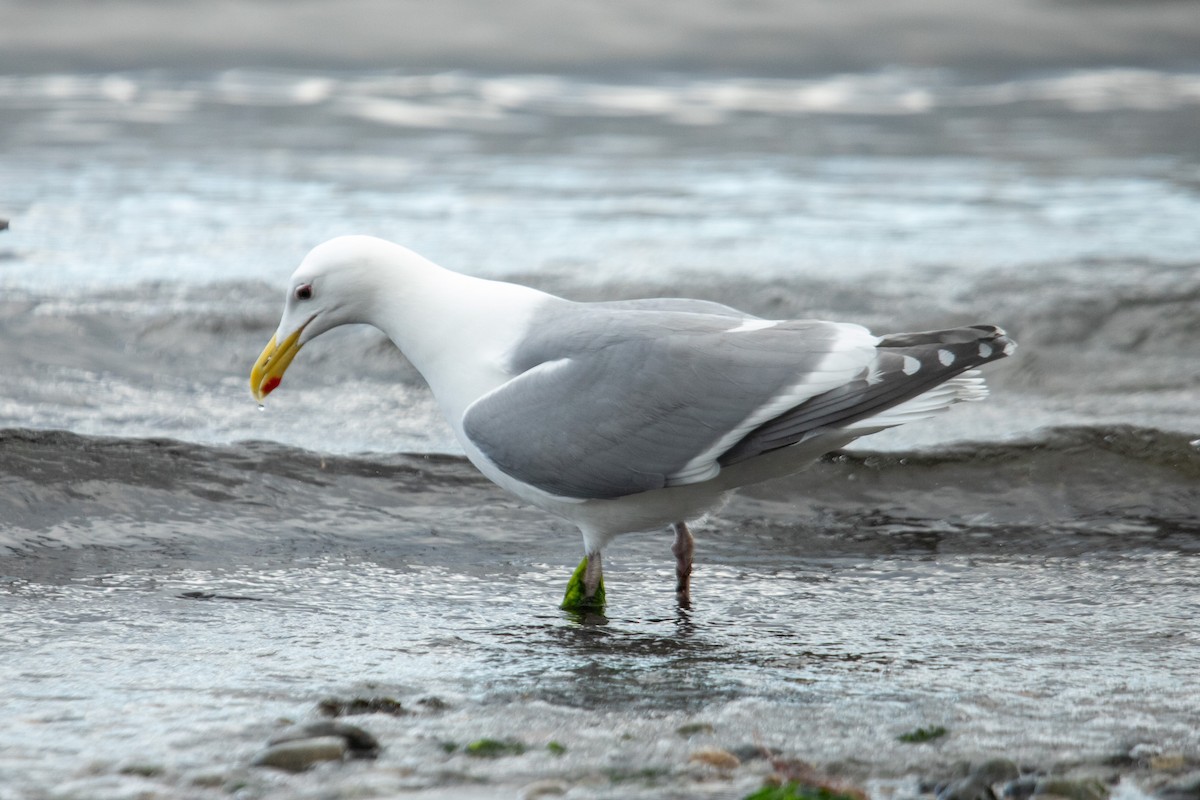 Western x Glaucous-winged Gull (hybrid) - ML631919666