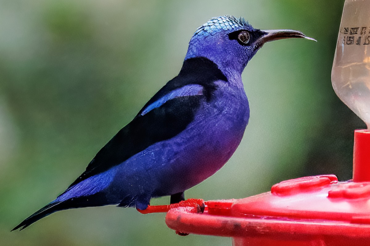 Red-legged Honeycreeper - ML631919758