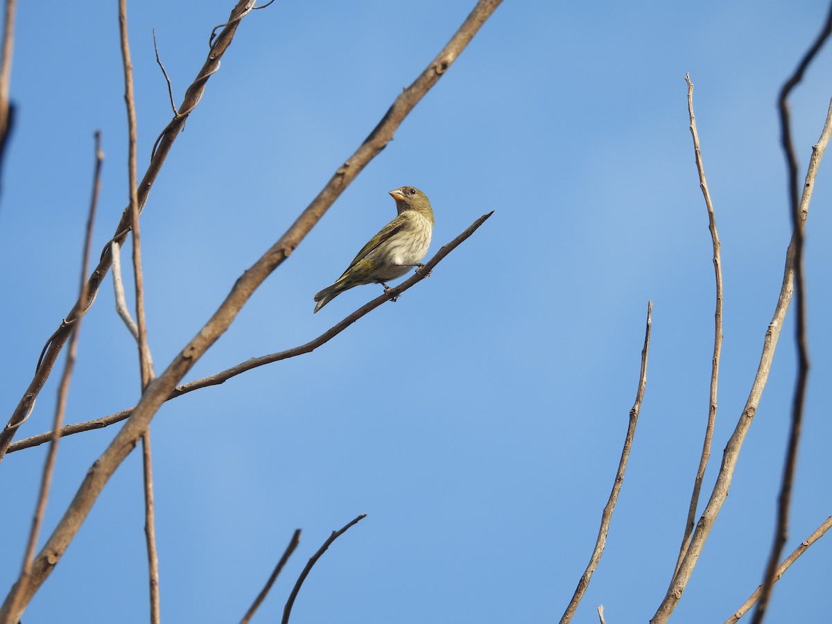 Antillean Siskin - ML631919872