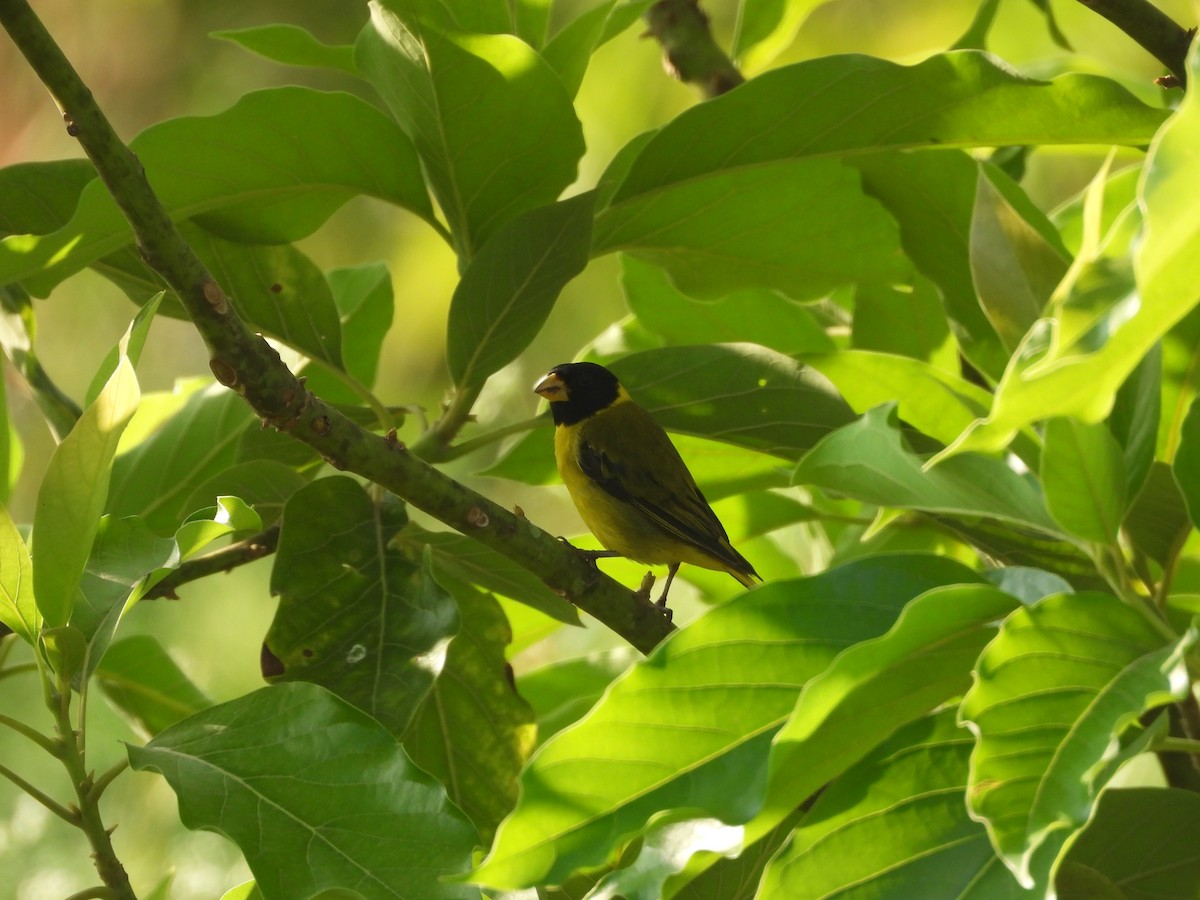 Antillean Siskin - ML631919873