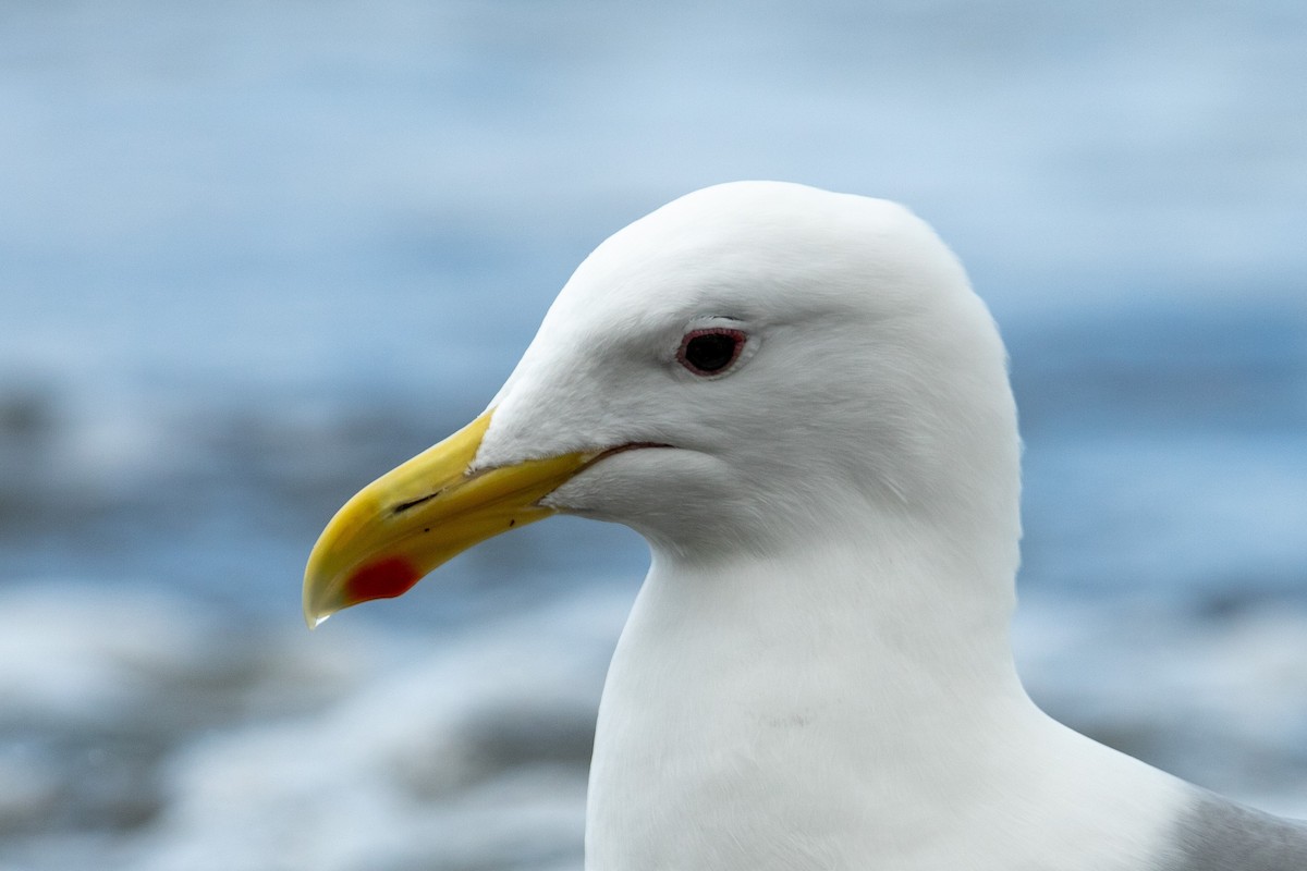 雑種 アメリカオオセグロカモメ ｘ ワシカモメ - ML631919891