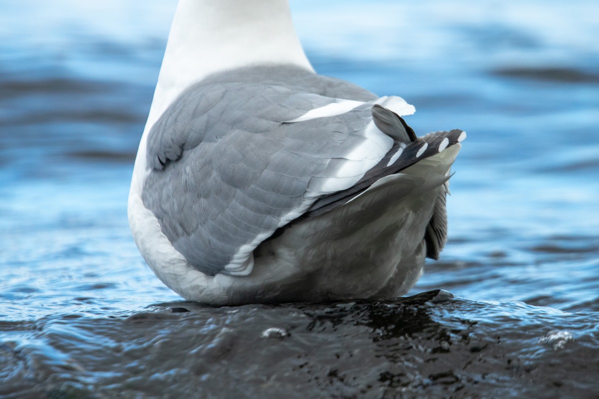 雑種 アメリカオオセグロカモメ ｘ ワシカモメ - ML631919892