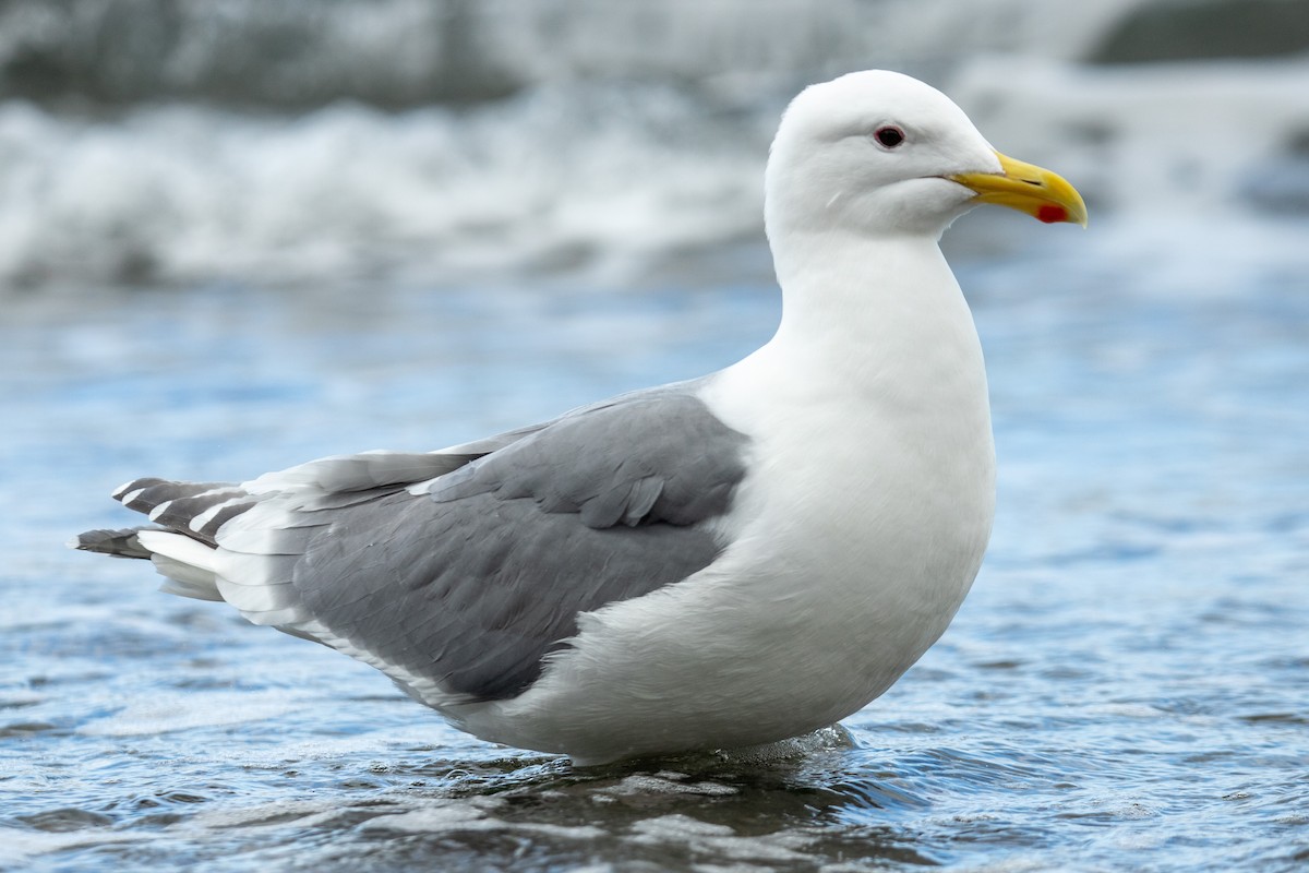 雑種 アメリカオオセグロカモメ ｘ ワシカモメ - ML631919893